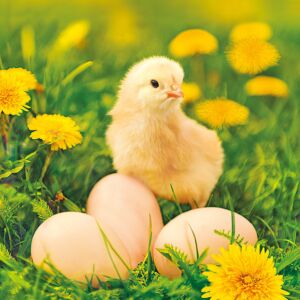 Húsvéti csibe és tojás szalvéta, 33x33 cm - Szalvéta