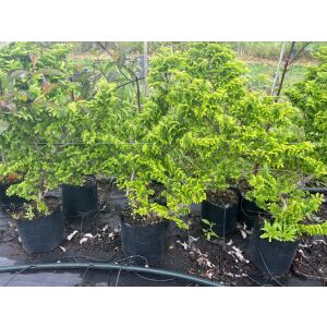 Ulmus elegantissima "Jacqueline Hillier" - Джеки Хилиър, джудже явор 135471380 - Растениевъдство