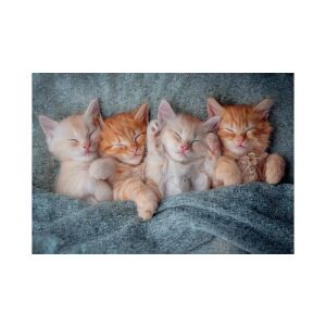 Puzzle Castorland 1000 de piese, Cei mai dulci pisoi, cu patru pisoi adorabili care dorm - Castorland Puzzle