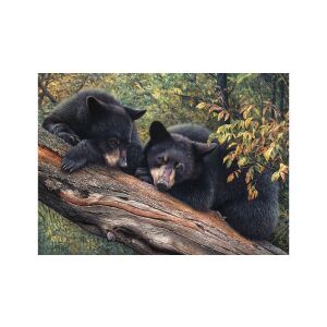 Cobble Hill Medvebocsok az erdőben Kirakós - 1000 darab 129183320 - Puzzle
