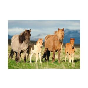 Schmidt Puzzle 200 elementów - Rodzina koni, 200 elementów puzzle dla dorosłych i dzieci, puzzle z końmi, puzzle ze zwierzętami, puzzle z końmi - Puzzle