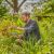 Man using Gardena EasyCut pruning shears to trim plants in a garden