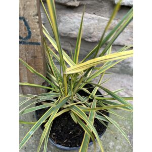 Alopecurus pratensis 'Aureovariegatus' - Trawa kitkowata