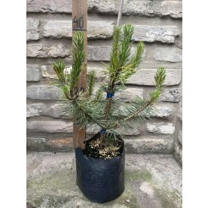 Pinus nigra 'Columnaris' Jungbaum im Topf, Säulen-Schwarzkiefer, Größe 20-40 cm - Pflanzenanbau