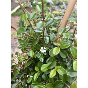 Közelkép a Cotoneaster dammeri 'Eichholz' lombjáról és virágáról - Díszfa