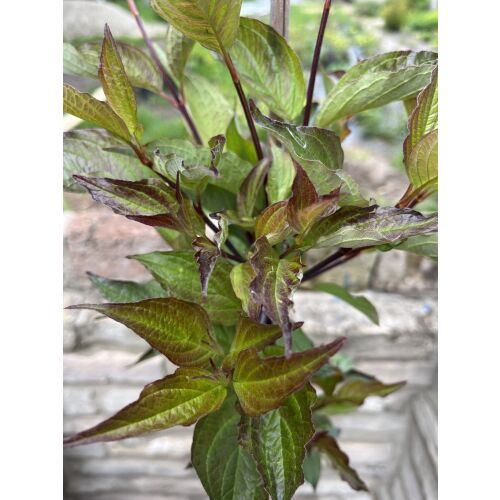 Cornus alba 'Kesselringii' - Бял сладник 'Kesselringii' (с черни стъбла) 135471390