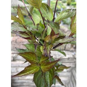 Fekete vesszejű som – Cornus alba ‘Kesselringii’ - Čierne výhonkové koruny – Cornus alba ‘Kesselringii’ 135471390 - Pestovanie rastlín