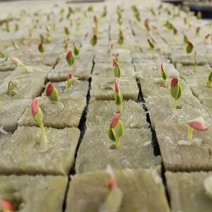 GrowPro Kókuszrost Termesztő Kocka - 100 db 130093493 - Növénytermesztési kellék