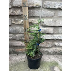 Leylandi ciprus – Cupressus × leylandii - Méret: 40/60 135471111 - Bokor und Cserje