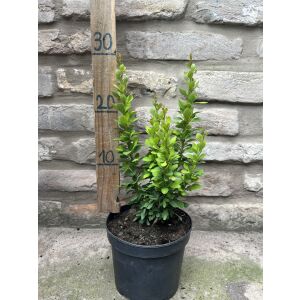 Berberis thunbergii 'Powwow' - Berberisz - Méret: 20/40 135471396 - Pflanzenanbau