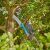 Close-up of Gardena StarCut Pro L telescopic tree pruner and saw cutting a branch