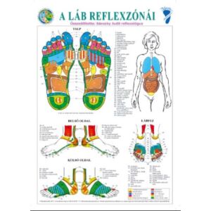 Bánszky Judit: A láb reflexzónái - A3 129823793 - Egészség & Életmód könyv