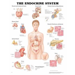 Az ember endokrin rendszere plakát - 50,8*66 cm 129823939 - Természettudomány