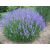 Lavandula x intermedia 'Grosso' - levendula növény virágzásban