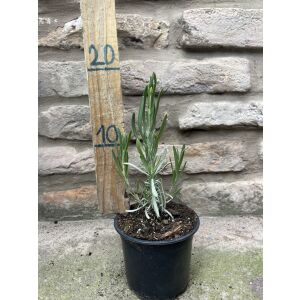 Lavandula x intermedia 'Grosso' - lila levendula - Méret: 20/40 135471114 - Virág