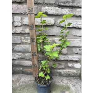 Piros Ribizli, Ribiszke - "Jonkheer Van Tets" – Ribes rubrum - Méret: 20/40 135471402 - Pflanzenanbau