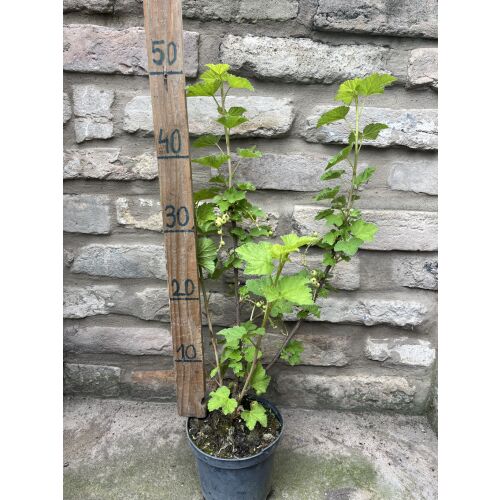 Ribes rubrum - Czerwona porzeczka 'Jonkheer Van Tets' 135471402