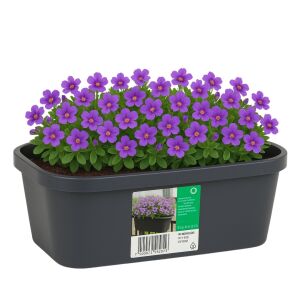 Mini-Gewächshaus mit Pflanzgefäß aus Kunststoff, 59x26x24,25 cm – Ideal für Setzlinge und Kräuter