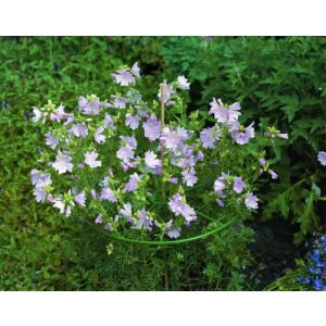 Virágtartó gyűrű 40 cm (Nature) 130673497 - Növénytámasz & Karó