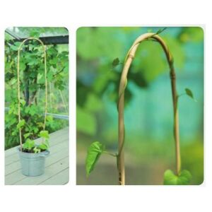 Hajlított bambusznád D16-18mm x 180cm 3 db / csomag (Nature) 130673511 - Növénytámasz & Karó