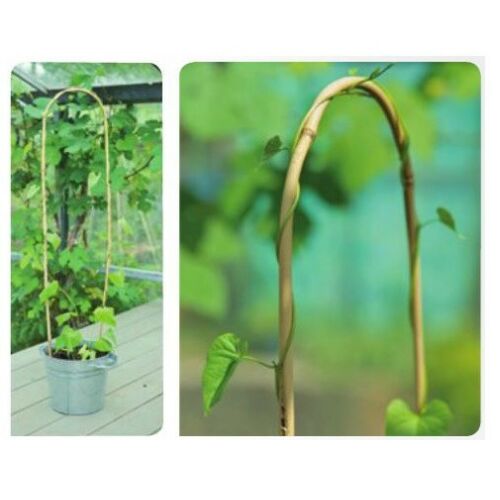 Hajlított bambusznád D16-18mm x 180cm 3 db / csomag (Nature)