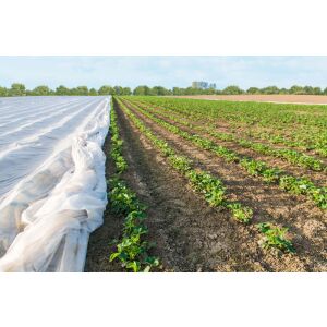 Fehér sortakaró fólia eperpalánták védelmére a szabadban - Kert