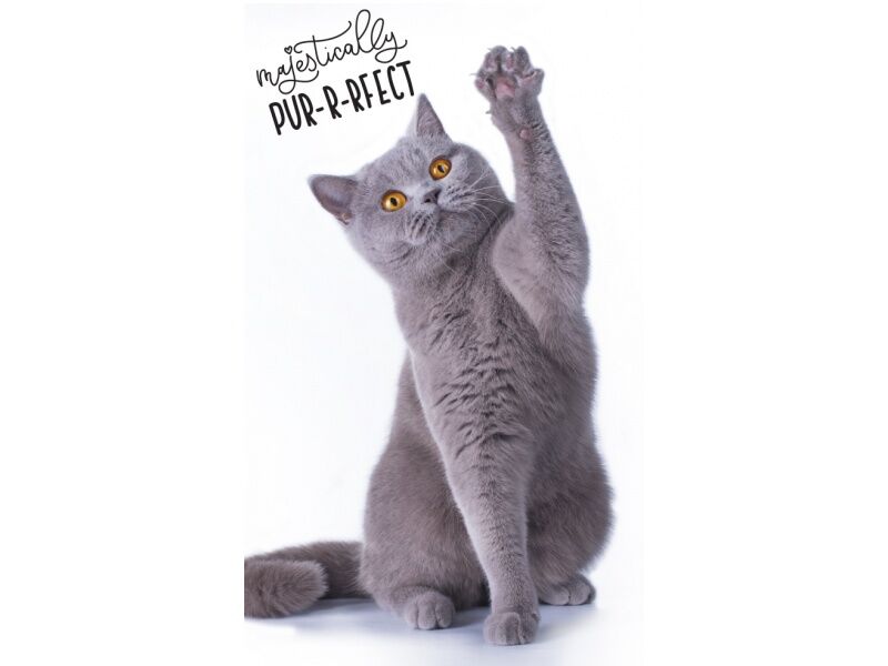 Котешка кърпа за ръце 30х50см