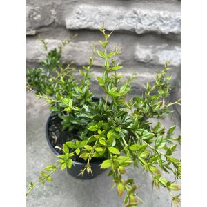 Berberis verruculosa - bradavičnatá landi 135471407 - Bokor a Cserje