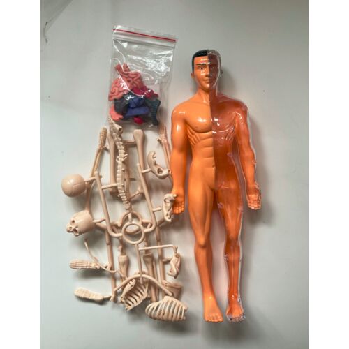 Emberi test - oktató játék és anatómia modell - teljes alakos