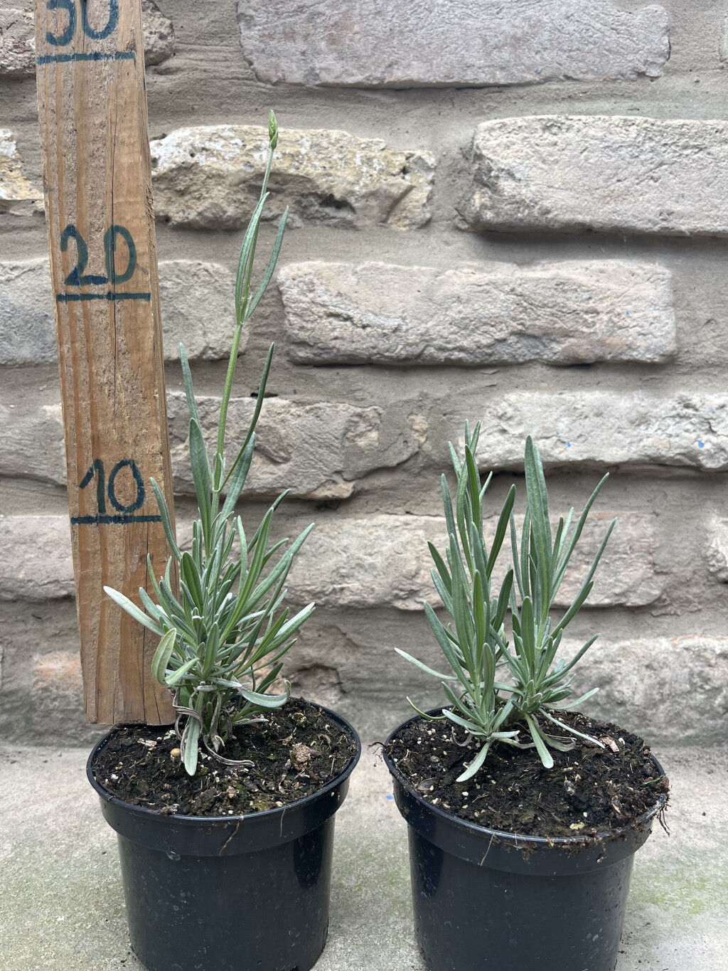 Lavandula x intermedia &#039;Grappenhall&#039; - Levanduľa &#039;Grappenhall&#039; (fialová)