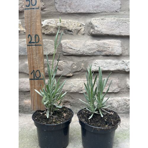 Lavandula x intermedia 'Grappenhall' - Лавандула 'Grappenhall' (лилава) 135471122