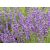 Lavandula angustifolia 'Imperial Gem' - Лавандула 'Имперъл Джем' (лилаво-синя) 135471127