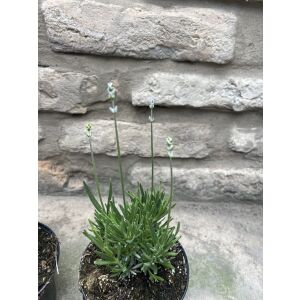 Lavandula angustifolia 'Imperial Gem' - Лавандула 'Имперъл Джем' (лилаво-синя) 135471127 - Цвете