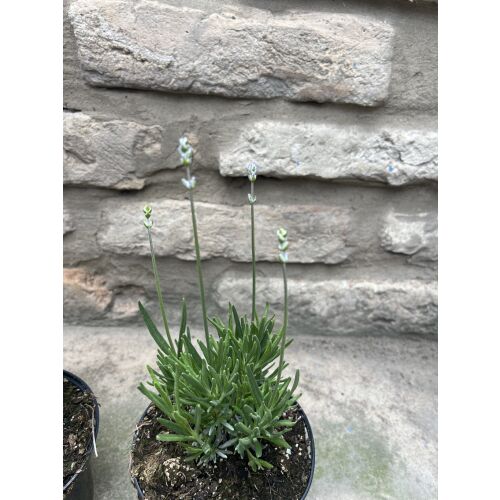 Lavandula angustifolia 'Imperial Gem' - Лавандула 'Имперъл Джем' (лилаво-синя) 135471127
