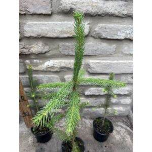 Lucfenyő – Picea - Méret: 20/40 135471129 - Pflanzenanbau