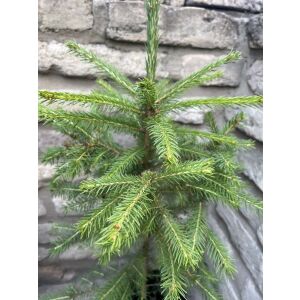 Близък план на млад смърч Lucfenyő, показващ игли и клони - Растениевъдство