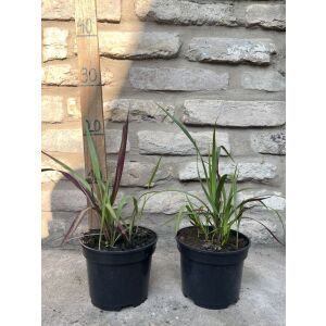 Imperata cylindrica 'Red Baron' – vörös/piros alangfű - Méret: 20/40 135471136 - Pflanzenanbau