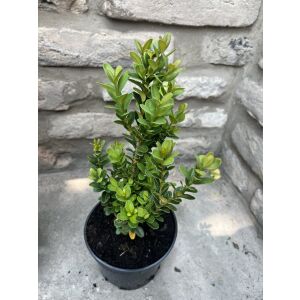 Колонарен Бук ″Fastigiata″ – Buxus sempervirens 135471410 - Растениевъдство