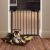 Springos black safety gate with dog in front