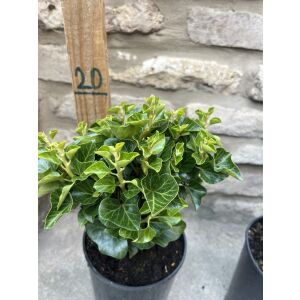 Hedera helix „Erecta” – Oszlopos borostyán - Méret: 40/60 135471138 - Pflanzenanbau