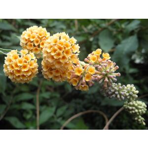 Nyáriorgona - Buddleja weyeriana 'Sungold' - Méret: 20/40 135471142 - Pflanzenanbau