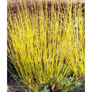 Cornus stolonifera 'Flaviramea' - Som - Méret: 20/40 135471146 - Pflanzenanbau