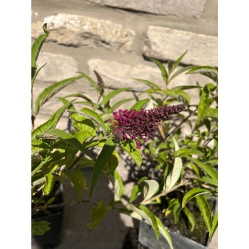Letni bez - Buddleja davidii 'Sugar Plum' 135471416