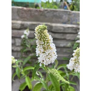 Fehér virágú nyáriorgona – Buddleia davidii - Méret: 20/40 135471417 - Pflanzenanbau