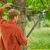 Gardena TeleCut L tree lopper in use, pruning branches