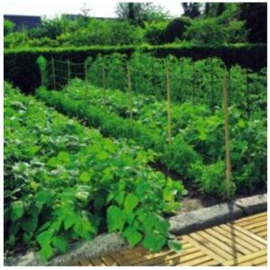 Trellinet plant support net 1.2x10m in use, supporting growing plants in a garden - Plant Support Net