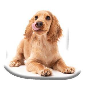 Spániel kutyás formapárna, 40x40 cm-es velúr díszpárna - Díszpárna