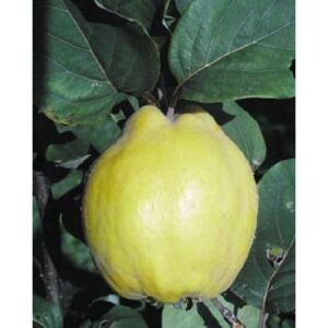 Birskörte – Bereczki bőtermő – Cydonia oblonga - konténeres 136056754 - Pflanzenanbau