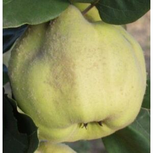 Birsalma – Konstantinápoly – Cydonia oblonga - konténeres 135789074 - Pflanzenanbau