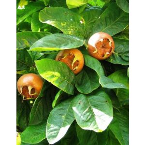 Зрели плодове Мушмула 'Szentesi Rózsa' на дървото - Растениевъдство